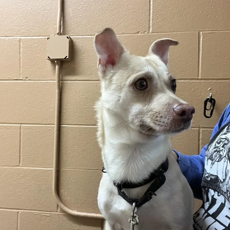 An adult small-sized male White / Cream Mixed Breed dog named Toby for adoption in Mentor, OH