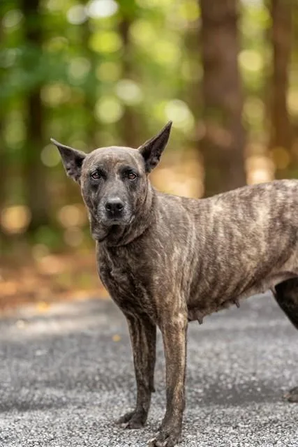 An adult medium-sized female Belgian Shepherd / Malinois dog named Bella for adoption in Belleville, IL