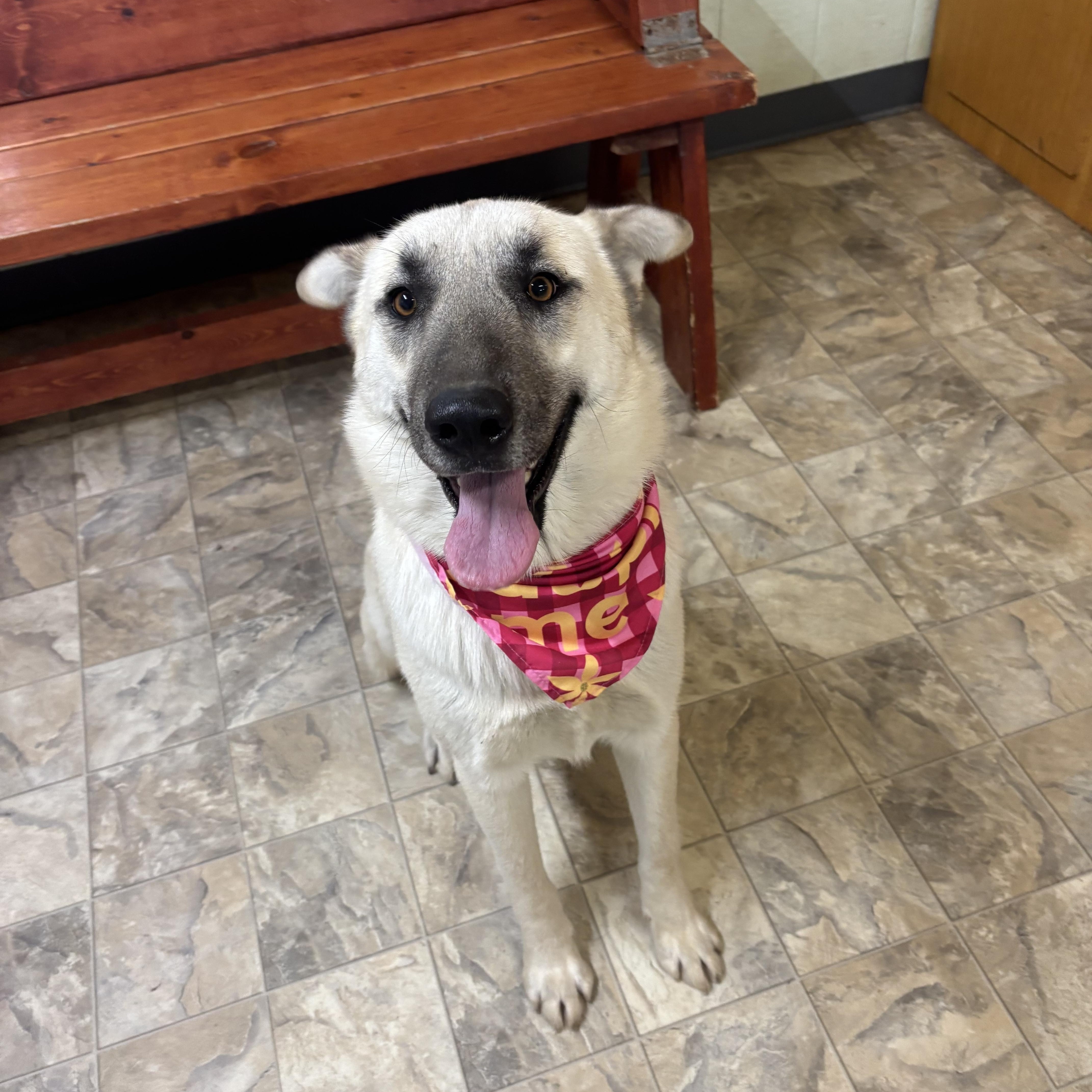 Snowdrop thumbnail 2