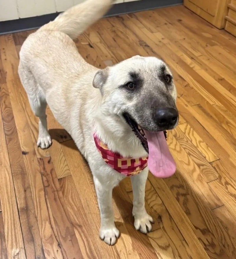 Snowdrop thumbnail 3