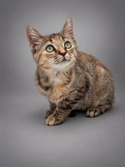 A young small-sized female Domestic Short Hair cat named Hazel for adoption in Bowling Green, KY