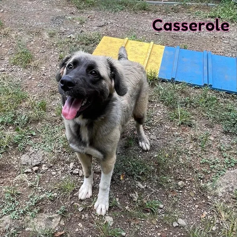 A young large-sized female Brown / Chocolate Husky dog named Casserole for adoption in Oak Ridge, TN