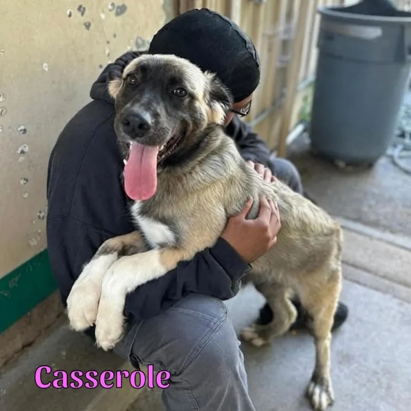 Casserole thumbnail 4