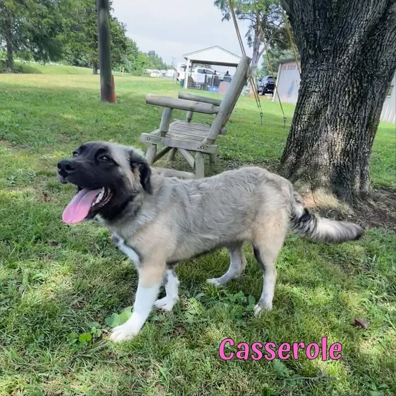 Casserole thumbnail 5