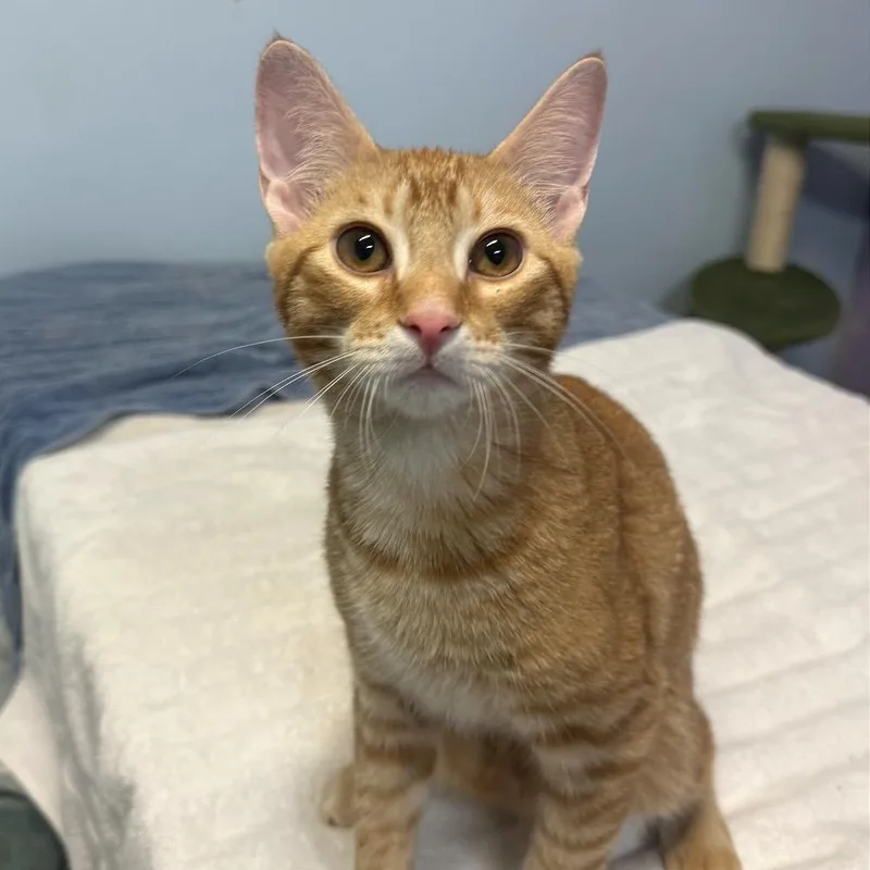 A baby medium-sized male Orange / Red Domestic Short Hair cat named Ares for adoption in Fort Lauderdale, FL