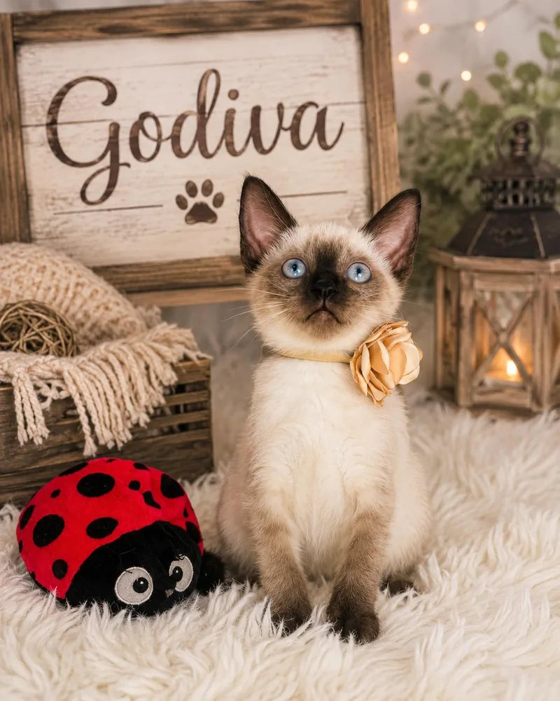 A baby medium-sized female Siamese cat named Godiva for adoption in Tavares, FL