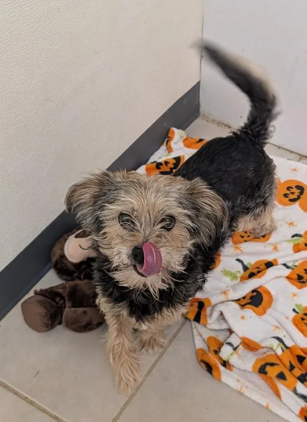 A young small-sized female Yorkshire Terrier dog named Hannah for adoption in Osage Beach, MO