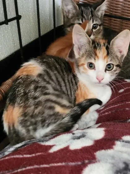 A baby small-sized female Domestic Short Hair cat named Felicia for adoption in West Chester, PA