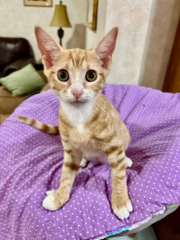A young medium-sized female Domestic Short Hair cat named Dj for adoption in North Babylon, NY