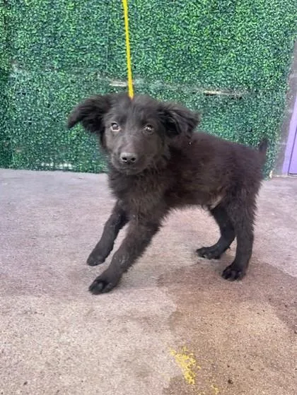 A baby small-sized male Black Terrier dog named 60979091 for adoption in El Paso, TX