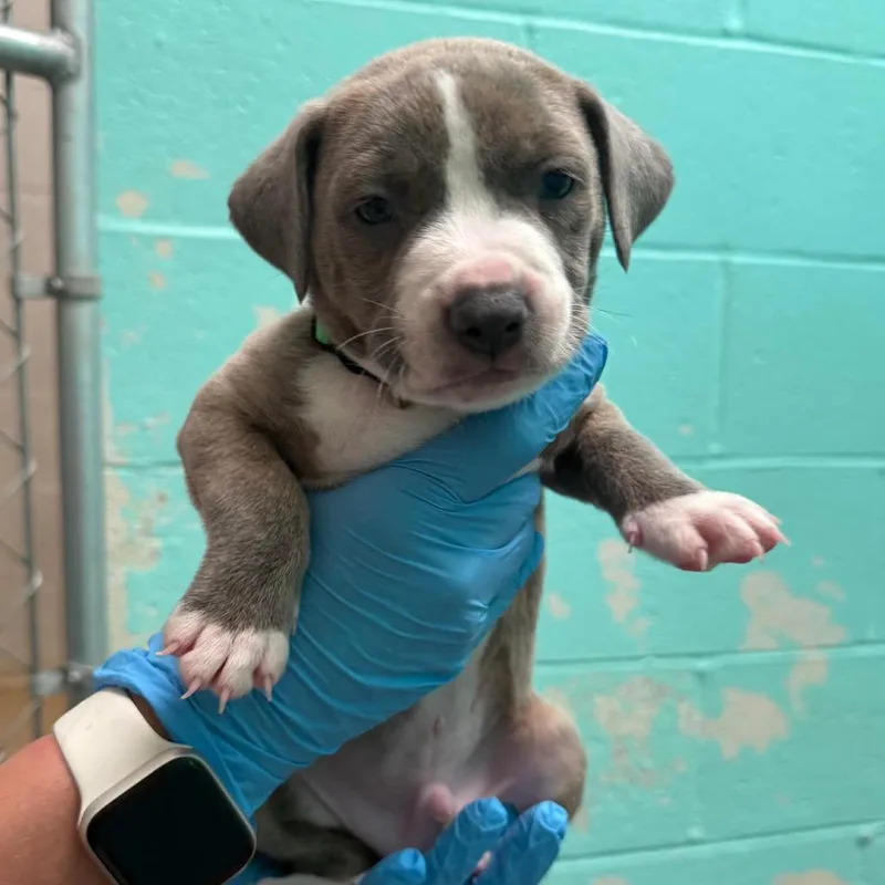 A baby medium-sized male White / Cream Shepherd dog named Buzz Lightyear for adoption in Joshua Tree, CA