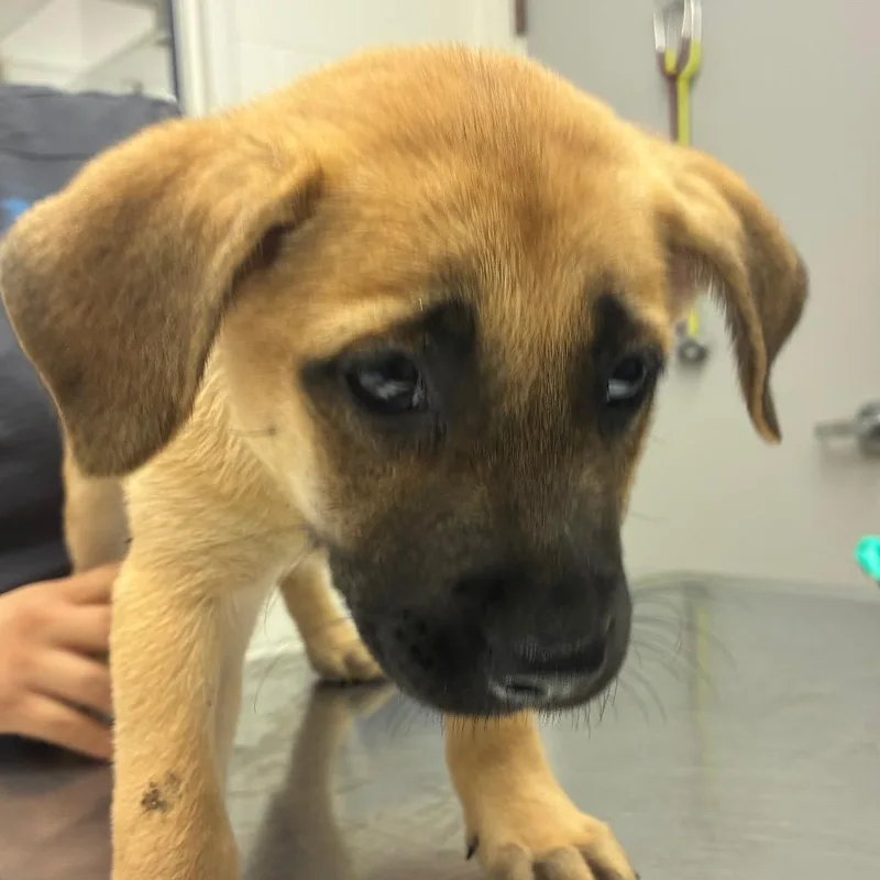 A baby small-sized female Yellow / Tan / Blond / Fawn Terrier dog named Glimmer for adoption in Corpus Christi, TX