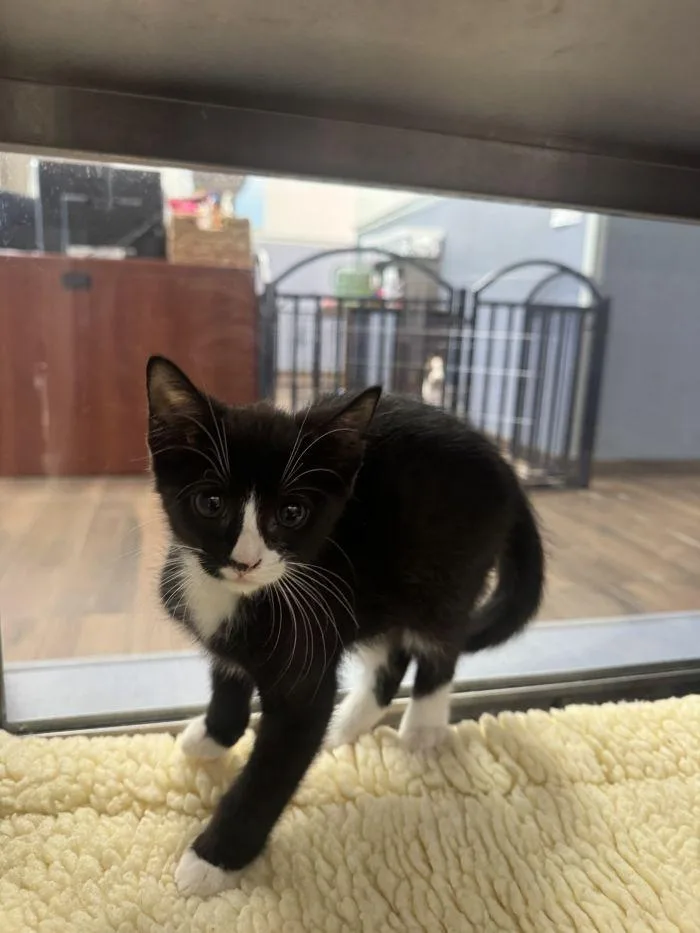 A young small-sized male Black & White / Tuxedo Domestic Short Hair cat named Captain Kidd for adoption in Hilton Head Island, SC