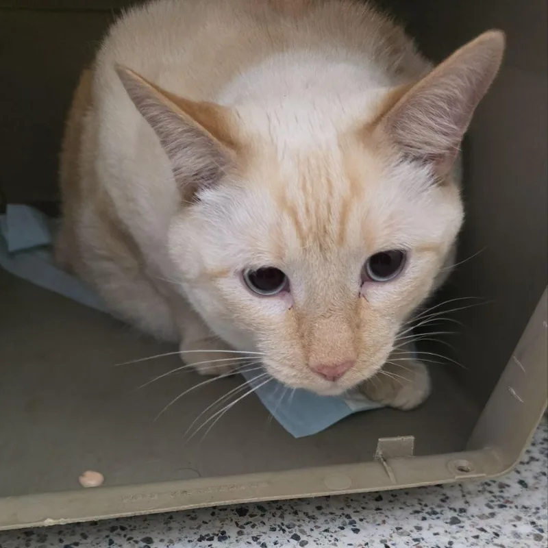 An adult extra large-sized male Flame Point Domestic Short Hair cat named Harley for adoption in Fairport, NY