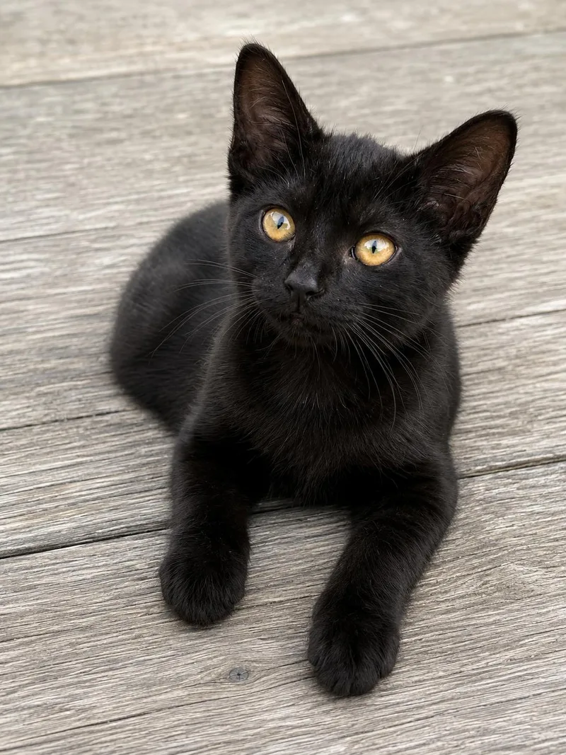 A baby medium-sized female Black Domestic Short Hair cat named Onyx for adoption in Santa Cruz, CA