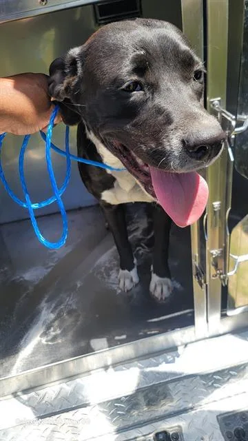 A baby medium-sized female Mixed Breed dog named Sue for adoption in Dallas, TX