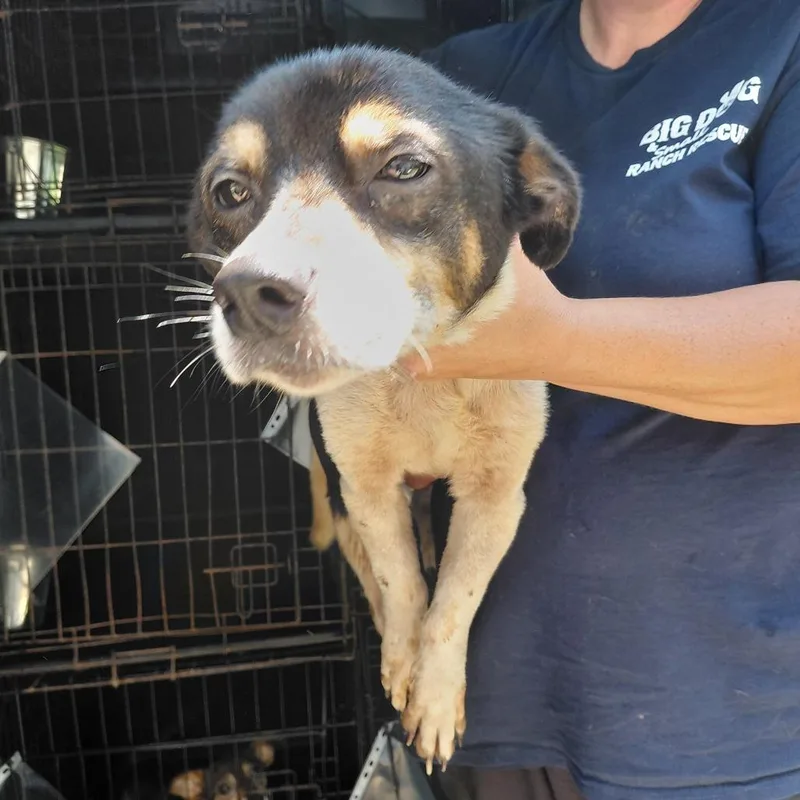 A senior medium-sized male Black Mixed Breed dog named Todo for adoption in LOXAHATCHEE, FL