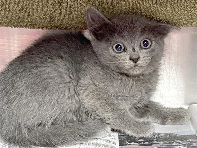 A baby small-sized female Domestic Short Hair cat named Ghost Pepper for adoption in Charlotte, NC