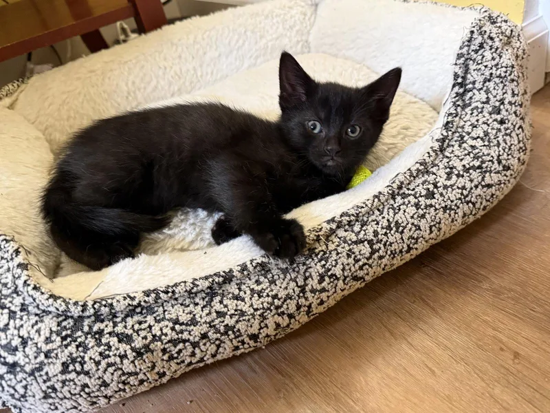 A baby medium-sized male Black Domestic Short Hair cat named Zane for adoption in Harrisburg, PA