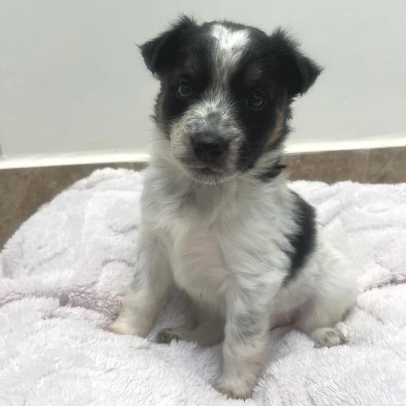 A baby medium-sized male White / Cream Cattle Dog dog named Barrel for adoption in Kanab, UT