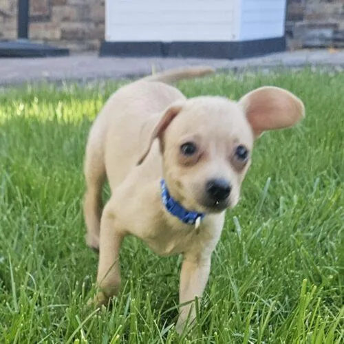 A baby small-sized male Chihuahua dog named Butterscotch for adoption in Henderson, NV