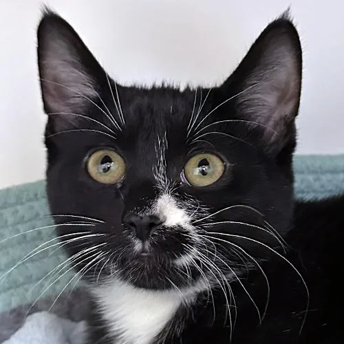 A baby medium-sized female Black & White / Tuxedo Domestic Short Hair cat named Sugar for adoption in Crystal Lake, IL