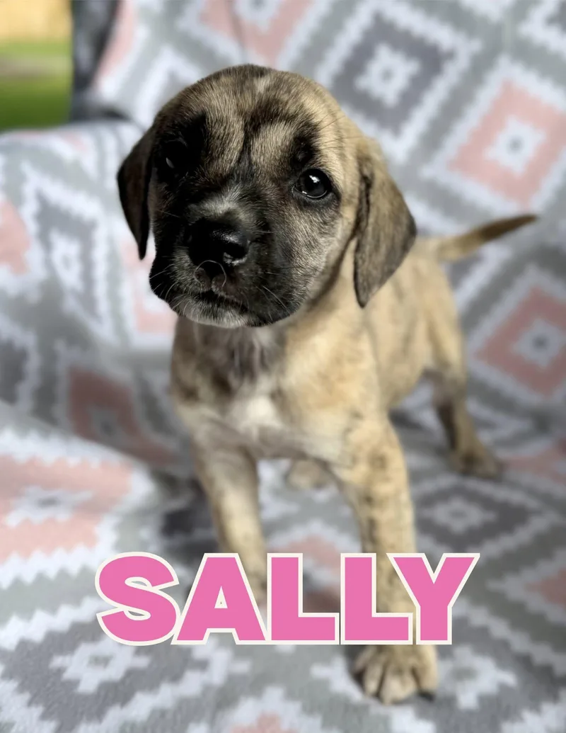 A baby medium-sized female Brindle Mixed Breed dog named Sally for adoption in Shalimar, FL