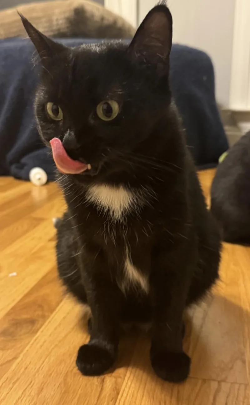 A young medium-sized female Black Domestic Short Hair cat named Clover for adoption in Easley, SC