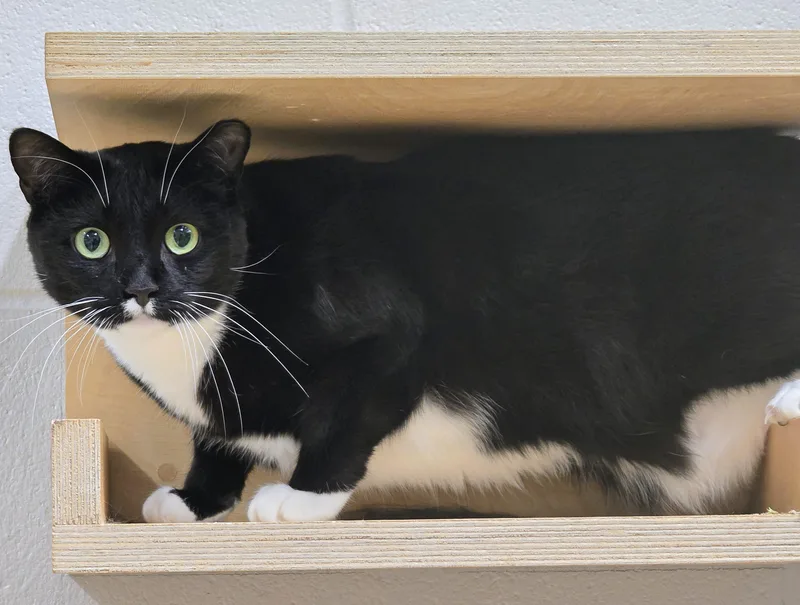 An adult large-sized male Black Domestic Short Hair cat named Mogley for adoption in Amityville, NY