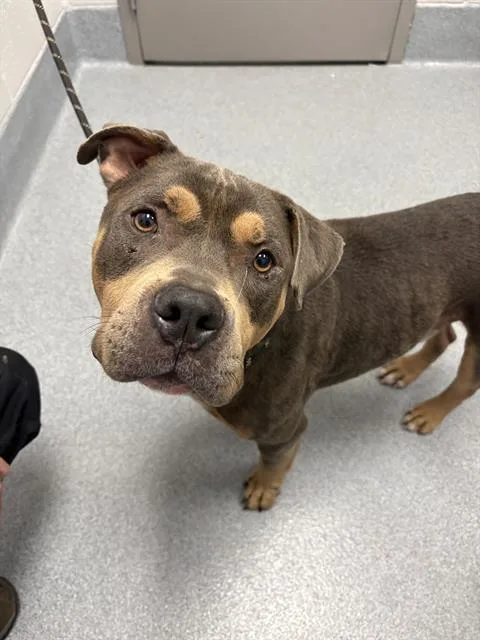 An adult large-sized male Pit Bull Terrier dog named Eyebrows for adoption in Indianapolis, IN