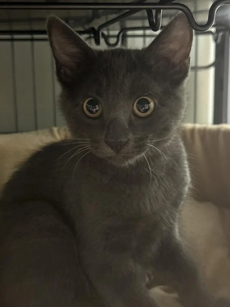 A baby small-sized female Gray / Blue / Silver Domestic Short Hair cat named Lark for adoption in Mount Laurel, NJ
