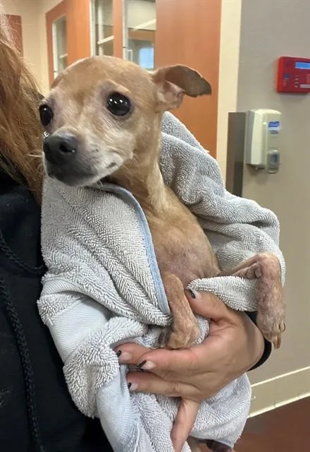 An adult small-sized female Chihuahua dog named Ellie for adoption in Riverside, CA