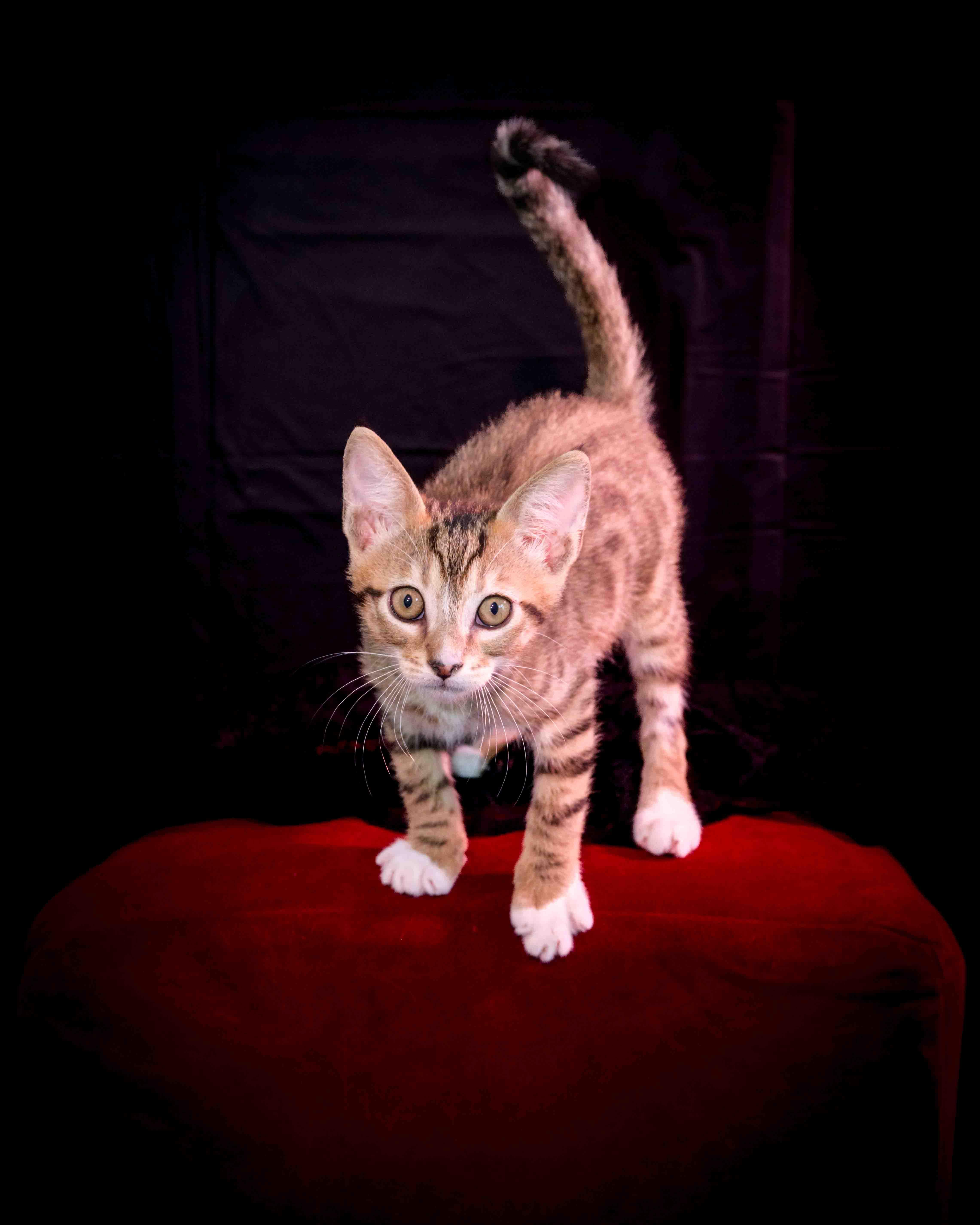 A baby medium-sized male Tabby (Buff / Tan / Fawn) Domestic Short Hair cat named Harry for adoption in Jefferson, LA