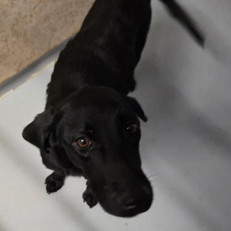 An adult medium-sized female Black Labrador Retriever dog named Sky for adoption in Pennsville, NJ