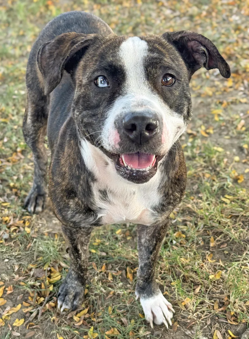 An adult medium-sized female Pit Bull Terrier dog named Bethany for adoption in Anderson, IN