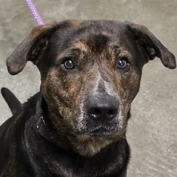 An adult large-sized male Brindle Labrador Retriever dog named Will for adoption in Phoenixville, PA