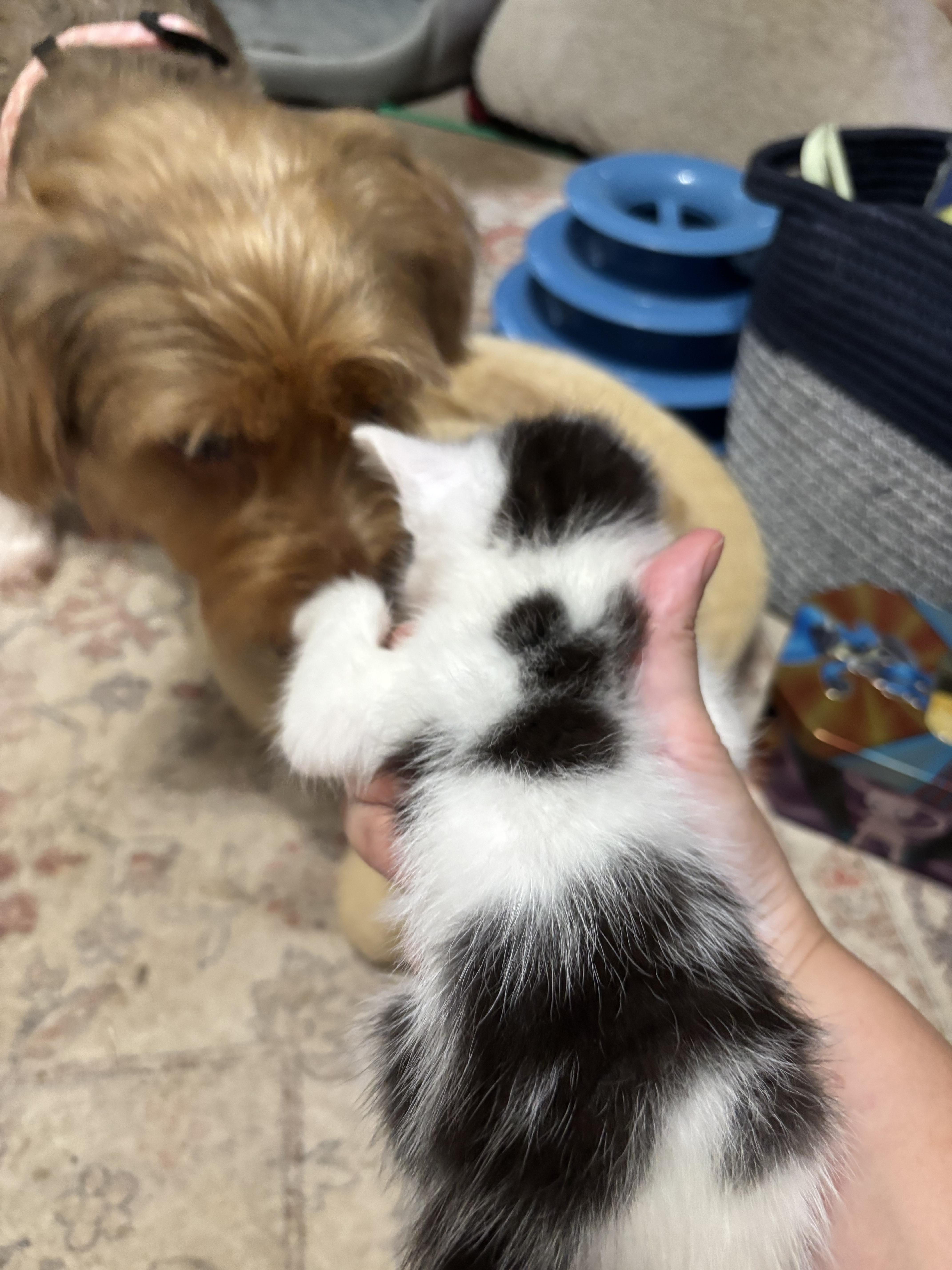 A baby small-sized female American Shorthair cat named Jewel for adoption in Randolph, AL