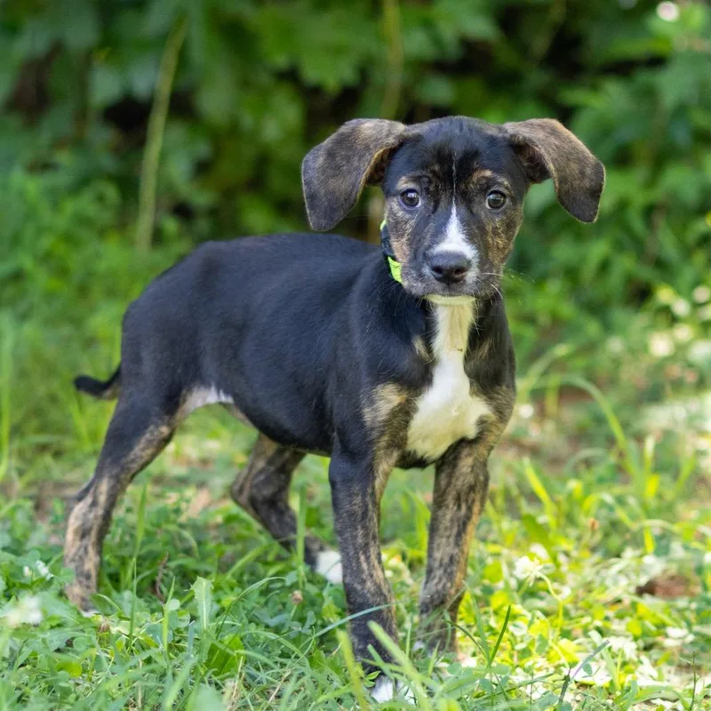 A baby small-sized female Black Hound dog named Keisha for adoption in Wilmington, DE