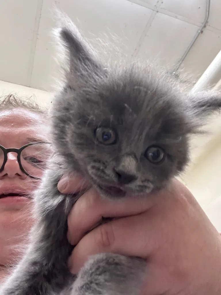 A baby medium-sized female Domestic Medium Hair cat named Chrissy for adoption in Mount Gilead, NC