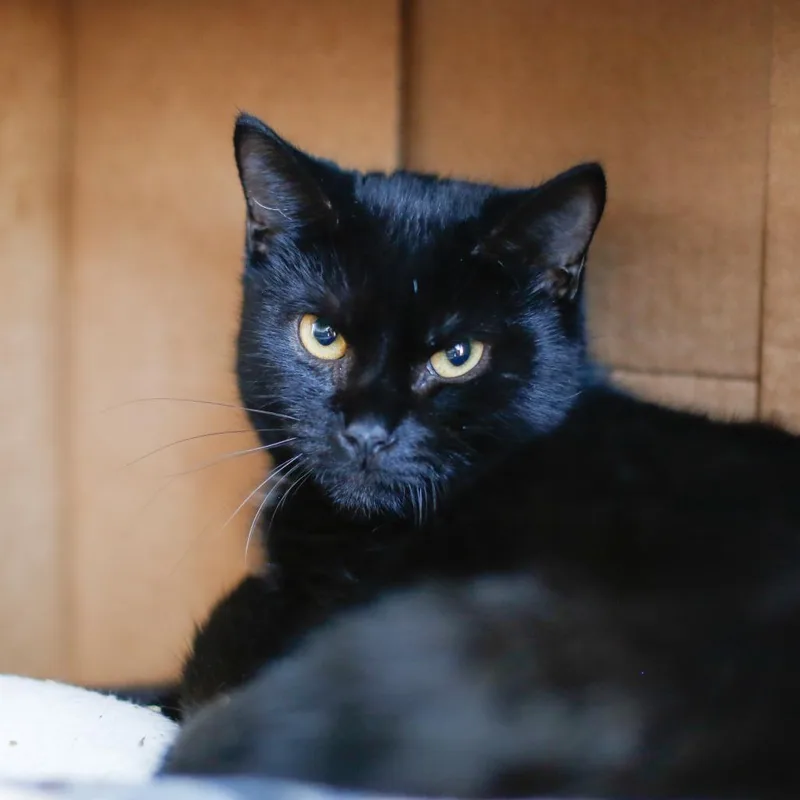 An adult medium-sized female Black Domestic Short Hair cat named Grapevine for adoption in Dover, NH