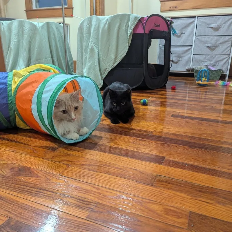 Grapevine thumbnail 5