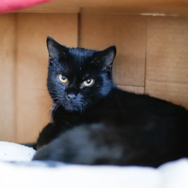 Grapevine thumbnail 6