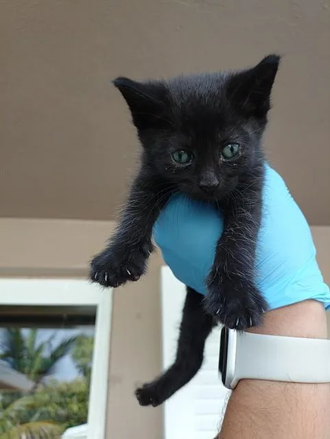 A baby small-sized female Domestic Short Hair cat named Kyle for adoption in Fort Lauderdale, FL