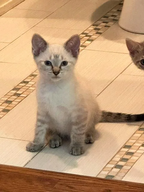 A baby medium-sized male Cream Point Siamese cat named Ty for adoption in Richardson, TX