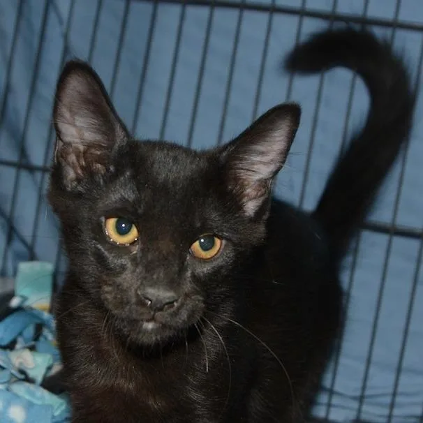 A baby small-sized male Black Domestic Short Hair cat named Gingko for adoption in Los Angeles, CA