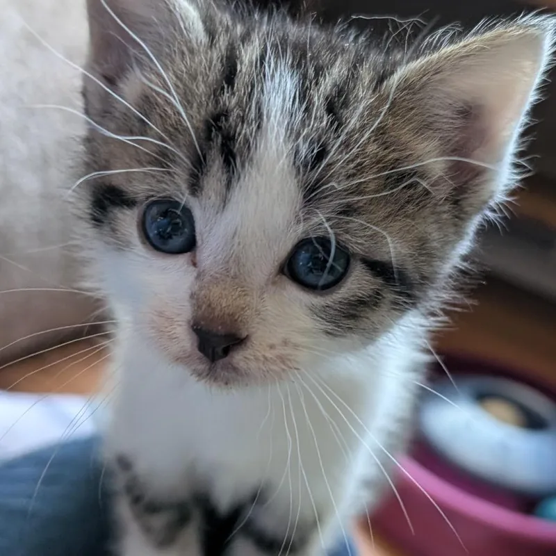 A baby small-sized male Tabby (Brown / Chocolate) Domestic Short Hair cat named Moth for adoption in Stoughton, WI