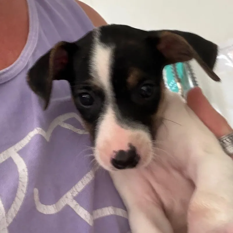 A baby small-sized male White / Cream Chihuahua dog named White Chocolate Macadamia for adoption in Hattiesburg, MS