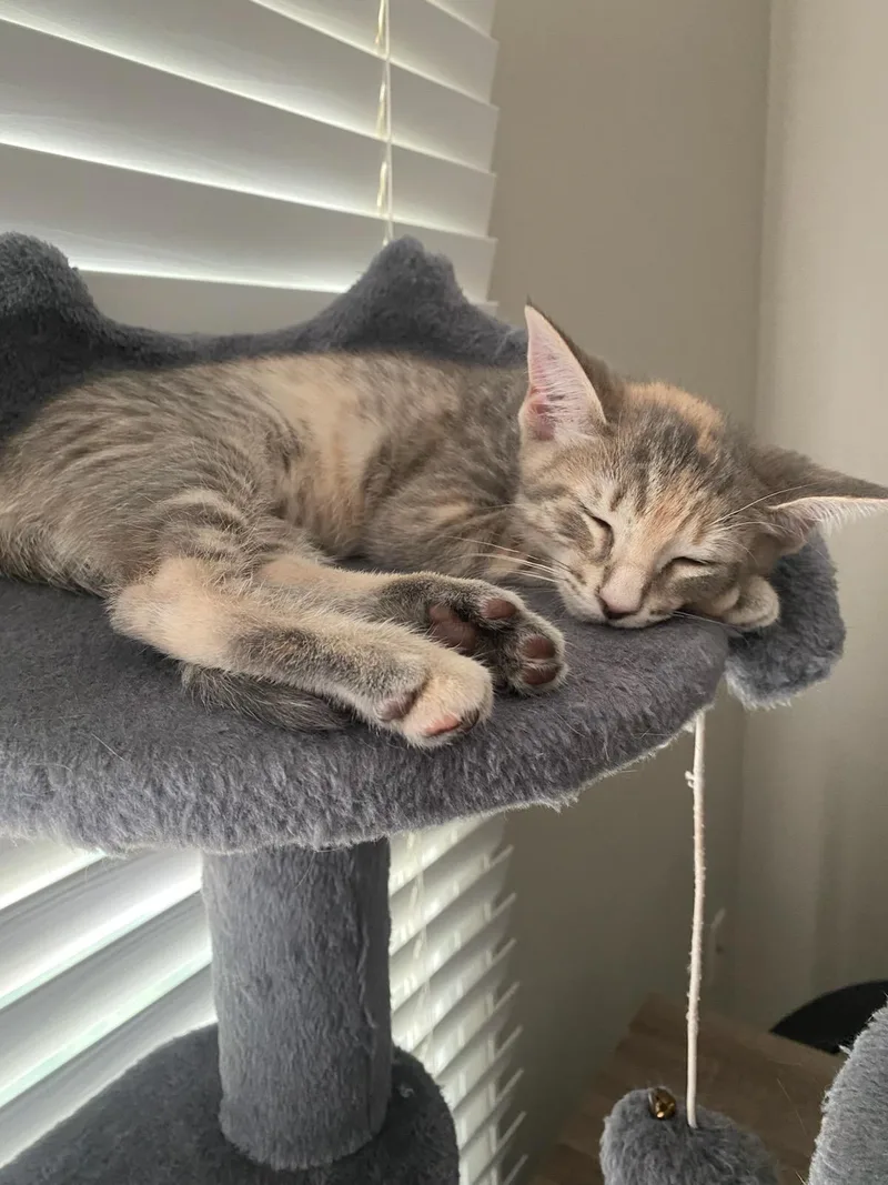 A baby small-sized male Tabby (Brown / Chocolate) Domestic Short Hair cat named Sleepy and Princess for adoption in Ellicott City, MD