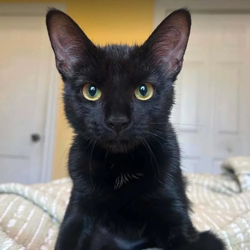A baby small-sized female Black Domestic Short Hair cat named Meredith Grey for adoption in Woodbury, NJ
