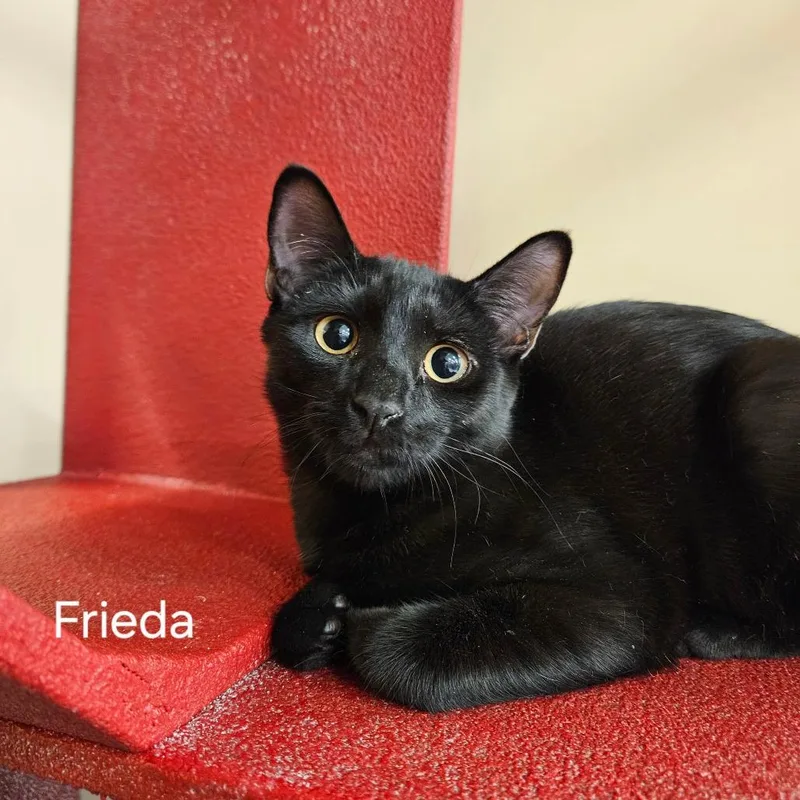 A baby small-sized female Black Domestic Short Hair cat named Frieda for adoption in Las Vegas, NV
